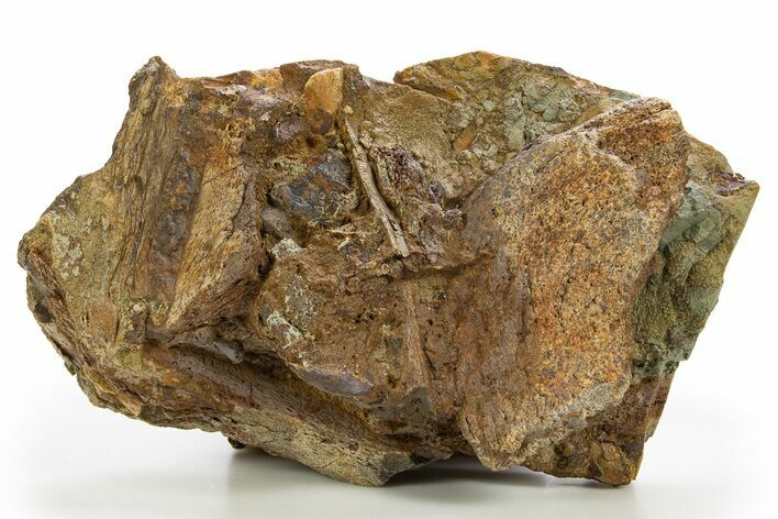 Fossil Dinosaur Bones and Tendon in Sandstone - Wyoming #316520